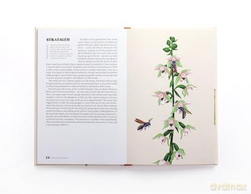 Sexual Life Of Flowers - Simon Klein [KSIĄŻKA]