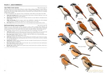 Shrikes Of The World - Norbert Lefranc [KSIĄŻKA]
