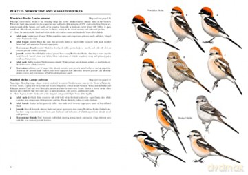 Shrikes Of The World - Norbert Lefranc [KSIĄŻKA]