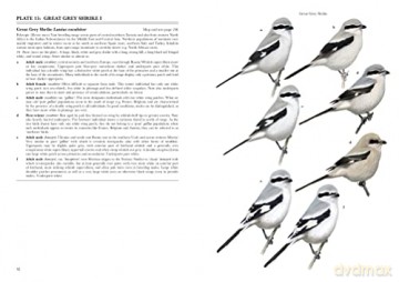 Shrikes Of The World - Norbert Lefranc [KSIĄŻKA]