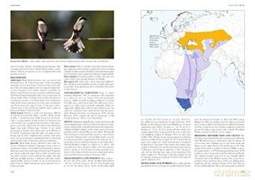 Shrikes Of The World - Norbert Lefranc [KSIĄŻKA]