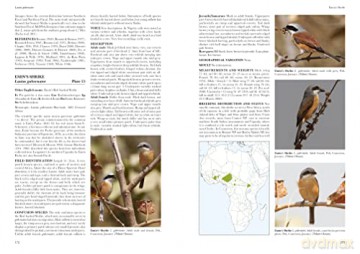 Shrikes Of The World - Norbert Lefranc [KSIĄŻKA]