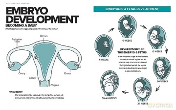 Simplest Pregnancy Book In The World - S M Gross [KSIĄŻKA]