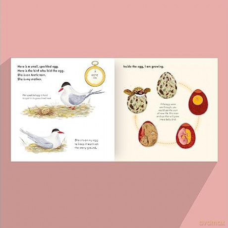 Small Speckled Egg - Mary Auld [KSIĄŻKA]