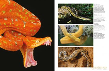 Snakes From Vipers To Boa Constrictors - J Photopoulos [KSIĄŻKA]