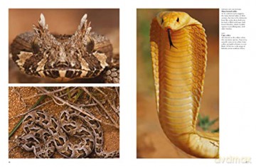 Snakes From Vipers To Boa Constrictors - J Photopoulos [KSIĄŻKA]