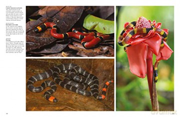 Snakes From Vipers To Boa Constrictors - J Photopoulos [KSIĄŻKA]