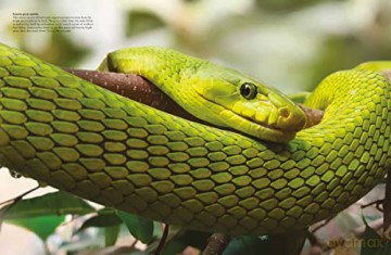 Snakes From Vipers To Boa Constrictors - J Photopoulos [KSIĄŻKA]