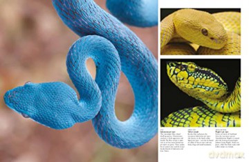 Snakes From Vipers To Boa Constrictors - J Photopoulos [KSIĄŻKA]