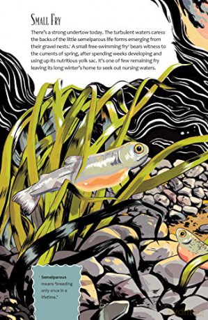 Sockeye Mother - Brett D Huson [KSIĄŻKA]