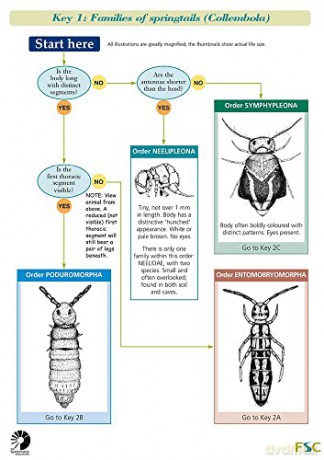 Springtails Chart [KSIĄŻKA]
