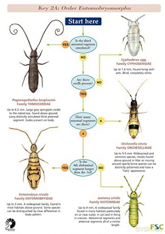 Springtails Chart [KSIĄŻKA]