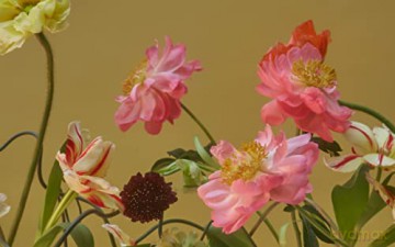 Still Life - Doan Ly [KSIĄŻKA]