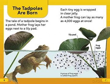 Tale Of A Tadpole Level 2 [KSIĄŻKA]