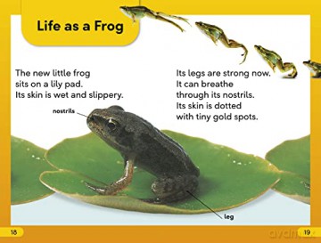 Tale Of A Tadpole Level 2 [KSIĄŻKA]