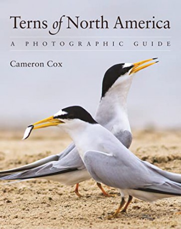 Terns Of North America - Cameron Cox [KSIĄŻKA]