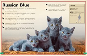 The Magnificent Book Of Cats [KSIĄŻKA]