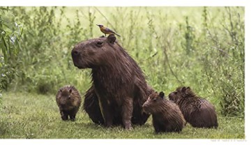 This Book Is Literally Just Pictures Of [KSIĄŻKA]