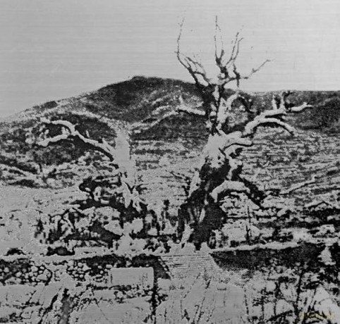 Toxic Immanence - Edited Stawkowski [KSIĄŻKA]