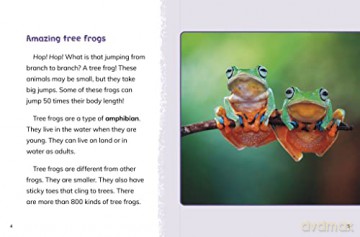 Tree Frogs - Jaclyn Jaycox [KSIĄŻKA]