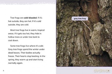 Tree Frogs - Jaclyn Jaycox [KSIĄŻKA]