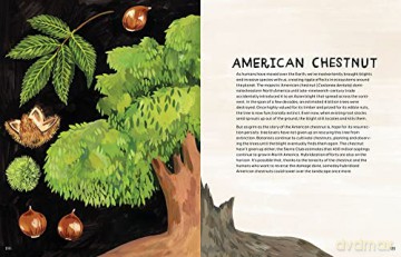 Trees An Illustrated Celebration - Kelsey Oseid [KSIĄŻKA]
