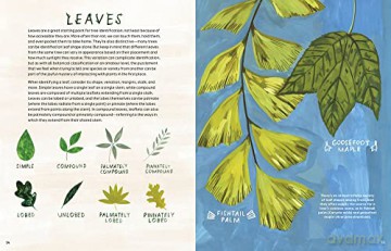 Trees An Illustrated Celebration - Kelsey Oseid [KSIĄŻKA]