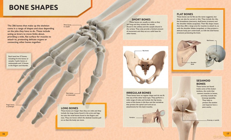 Ultimate Human Body Encyclopedia - Jon Richards [KSIĄŻKA]