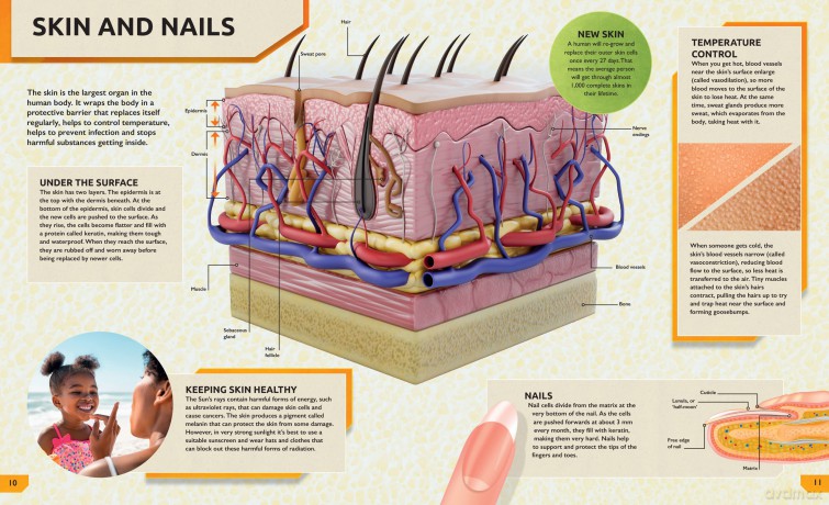 Ultimate Human Body Encyclopedia - Jon Richards [KSIĄŻKA]