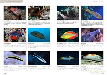 Underwater Guide To The Red Sea - Lawson Wood [KSIĄŻKA]