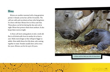 Unusual Life Cycles Of Mammals - Jaclyn Jaycox [KSIĄŻKA]