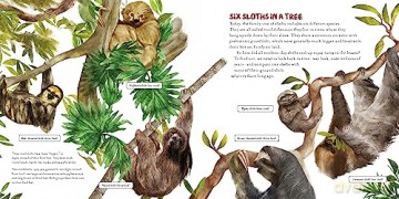 Upside Down Book Of Sloths - Elizabeth Shreeve [KSIĄŻKA]