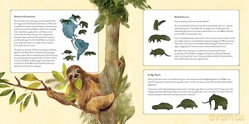 Upside Down Book Of Sloths - Elizabeth Shreeve [KSIĄŻKA]