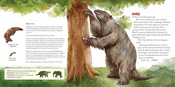 Upside Down Book Of Sloths - Elizabeth Shreeve [KSIĄŻKA]