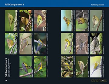 Warblers Of Eastern North America - Chris G Earley [KSIĄŻKA]