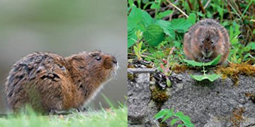 Water Vole - Hugh Warwick [KSIĄŻKA]