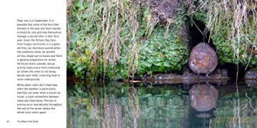 Water Vole - Hugh Warwick [KSIĄŻKA]