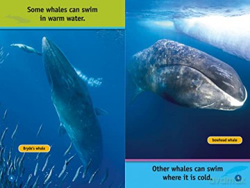 Whales Level 1 [KSIĄŻKA]