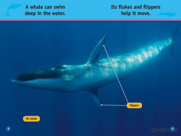 Whales Level 1 [KSIĄŻKA]