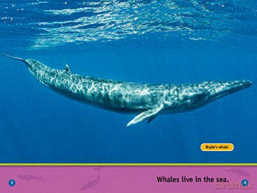 Whales Level 1 [KSIĄŻKA]