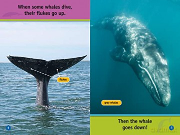 Whales Level 1 [KSIĄŻKA]