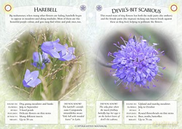 What Can You Spot In The Meadows - Ben Et Al Hoare [KSIĄŻKA]