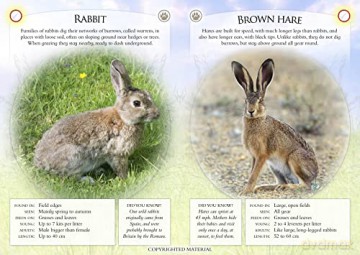 What Can You Spot In The Meadows - Ben Et Al Hoare [KSIĄŻKA]