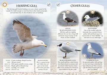 What Can You Spot On The Seashore - Ben Et Al Hoare [KSIĄŻKA]
