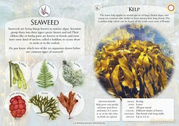 What Can You Spot On The Seashore - Ben Et Al Hoare [KSIĄŻKA]