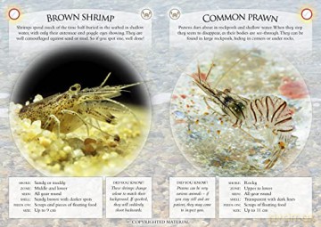 What Can You Spot On The Seashore - Ben Et Al Hoare [KSIĄŻKA]
