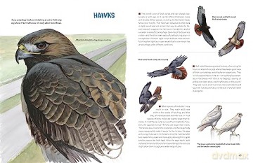 What Its Like To Be A Bird - David Allen Sibley [KSIĄŻKA]