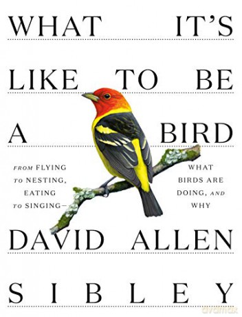 What Its Like To Be A Bird - David Allen Sibley [KSIĄŻKA]