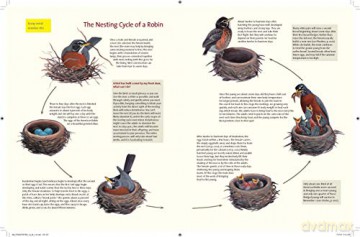 What Its Like To Be A Bird - David Allen Sibley [KSIĄŻKA]