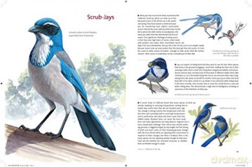 What Its Like To Be A Bird - David Allen Sibley [KSIĄŻKA]